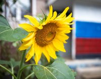 Натали Лежнёва