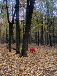 Наталья Церетели