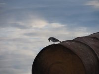 Галина Сорокина