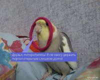 Александр Герасимов