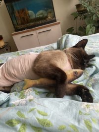 Мария Шмель