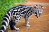 Вероника Архипова