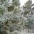 Валерия Николаева