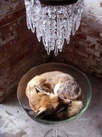 Дарiя Подольская