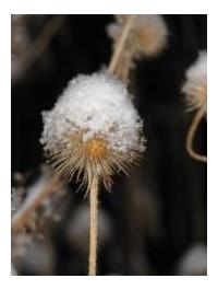 Ирина Орлова