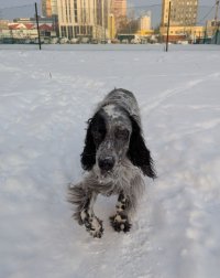 Платон Лудзский