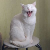 Дарья Калашникова