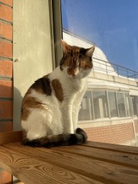 Светлана Тыль