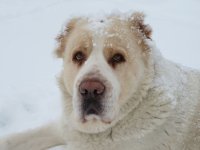 Варвара Краснева