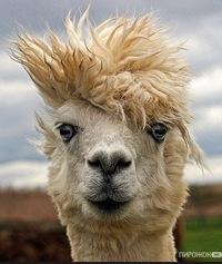 Николай Коноваленко