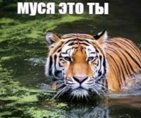 Светлана Макаровская