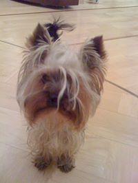 Елена Баженова