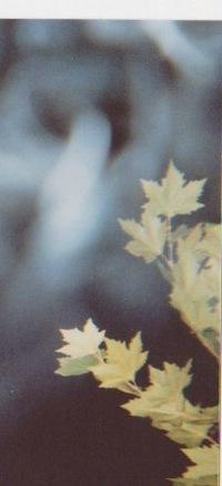 Катя Стёганцева