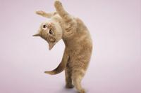 Анастасия Осипова