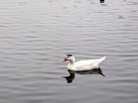 Наталья Иванова